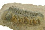Detailed Reedops Trilobite - Atchana, Morocco #376974-3